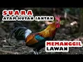 Download Lagu SUARA AYAM HUTAN PIKAT JANTAN - MEMANGGIL LAWAN