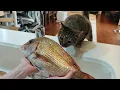 Download Lagu これはたまらない！猫が釣りたての鯛に飛びついた結果