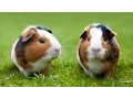 ALL of the Guinea Pig Breeds