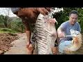 Download Lagu GORENG IKAN BELIDA PALING BANYAK TULANG DI DUNIA,Rasa Ikan Sangat Sedap.