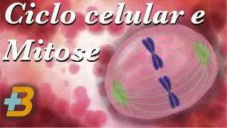 MITOSE (ciclo celular e divisão celular em mais biologia com Roger Maia)