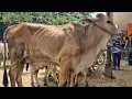 Download Lagu 10.500‼️BRAHMAN JOGROG KURUS HARGA MURAH | Pasar Sapi Tuban