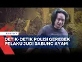 Download Lagu Polisi Gerebek Judi Sabung Ayam di Pangkep Sulsel, Pelaku 'Kocar-kacir' Masuk Hutan | KPG