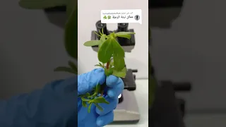 الرجلة تحت الميكروسكوب الرجلة Purslane 