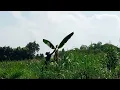 Download Lagu trik ampuh buat mikat ciblek sawah yang susah dipikat