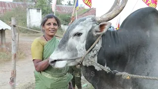 Powerful Bull at Mothuknalli | Addu pandaga | hori habba