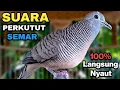 Perkutut Lokal Gacor Suara Besar Pancingan Burung Perkutut Agar Cepat Bunyi.
