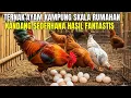 Lagu Sukses Ternak Ayam Kampung Skala Rumahan Di Belakang Rumah, Modal Kecil Untung Besar