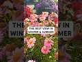 Download Lagu THE BEST VIEW FROM WINTER AND SUMMER  ❄️ 🌸SWISS ALPS MAGIC THROUGH THE SEASONS#switzerland#summer