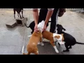 Download Lagu La Linea shelter: Puppy kennel in Benni 10/2016