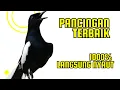 Download Lagu 61 | kacer gacor SUARA NGRISTAL FUL ISIAN KASAR KONSLET paling AMPUH buat PANCINGAN KACER agar EMOSI