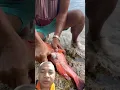 Download Lagu gurita di dalam perut ikan kakap merah #fish #fishing #teripang #kakapmerah