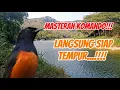 Download Lagu Masteran komando cetar membahana, tembakan, kretekan burung jadi siap tempur