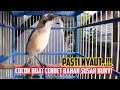 Download Lagu Suara Pancingan Cendet Bahan Sangat Efektif Sekali Buat Cendet Belajar Bunyi Agar Cepat nyaut