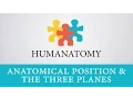 Anatomical Position and The Three Planes