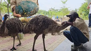 Surprising Emu Breeding Progress At Parrot Dipankar New Farm.