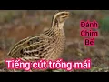 Download Lagu Tặng anh em tiếng cút trống mái siêu nhạy đặc trị cút nhờn fie