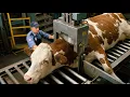 Lagu Inside the Cow Meat Factory | How Australian Cows Are Processed into Meat
