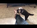 Playtime for the Aussie Puppies