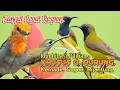 Download Lagu SUARA PIKAT KOMBINASI PILIHAN. KEMADE. SOGON. PIJANTUNG. 💯% AMPUH..
