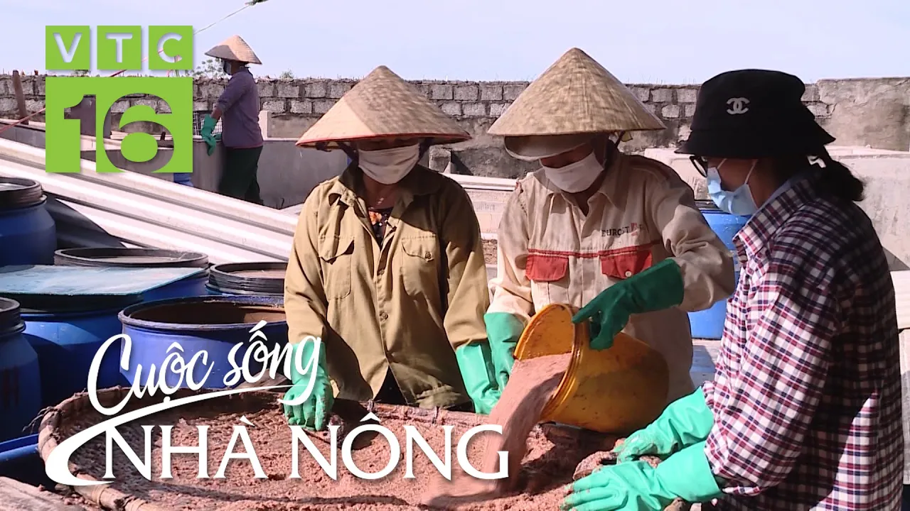 Outline Video "Mục sở thị" nghề làm mắm tôm: Đến cổng làng đã thấy mùi đặc trưng | VTC16