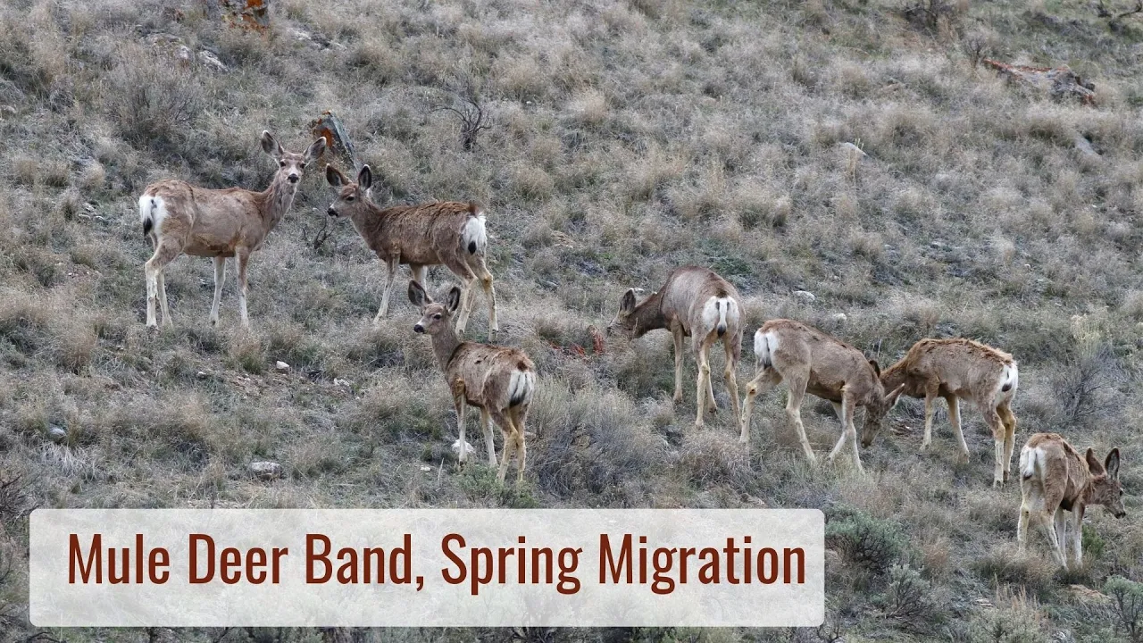 Mule Deer Migration, Does and Fawns - Wonderful Wyoming Wildlife