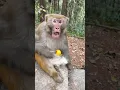 Download Lagu Man Rocked Monkey Shocked 🤣🤣 Funny Monkey Video