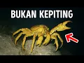 Lagu Berbagai Hewan Berubah Menjadi Kepiting Berulang Kali - Apa yang Terjadi?