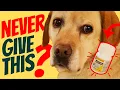 Should You Give Your Dog Aspirin Vet-Advice on Pet Pain Relief