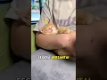 Lagu Cara tidurin anak kucing dalam hitungan detik🐱❤️