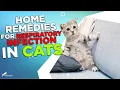 Home Remedies for Respiratory Infection in Cats