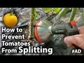 How to PREVENT your Tomatoes from SPLITTING as they RIPEN