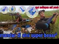 Lagu Berburu burung mandar biru,,WOOOW burung mandar di sini emang besar,besar,,spot anti punah