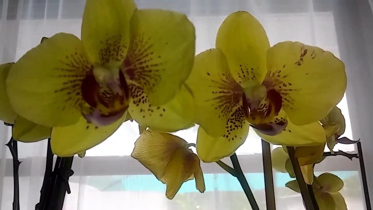 ORQUIDEA PHALAENOPSIS EN DESCUENTO (WALMART)