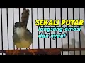 Download Lagu cukup sekali putar ciblek mana yang tidak emosi dengan pancingan ciblek gacor ini.