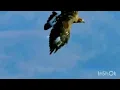 Big Wild - Awaken - musicoflovestory