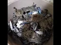 Unwind Catching crabs