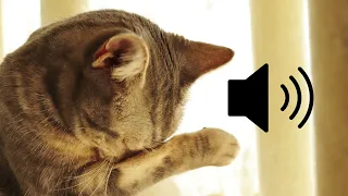 مؤثرات صوتية صوت بكاء مواء قطة صغيرة حزينة مونتاج 