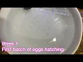First batch of goldfish eggs hatching