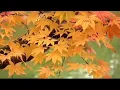 [AS BUMP] Bibio - Petals