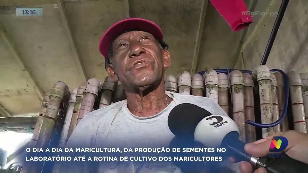 No segundo episódio de Mar e Cultura, conheça a rotina dos maricultores de SC