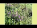 Download Lagu Het Kanaalpark en omgeving juli augustus 2025