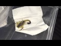 Download Lagu 🦂 Unboxing 2 New Scorpions. 1 Very Rare 🦂