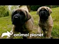 Adorable English Mastiff Twins Are Inseparable Too Cute Animal Planet