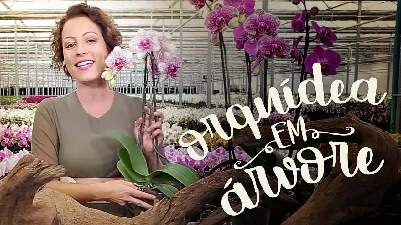 PLANTE ORQUÍDEA NA ÁRVORE COM ESTA DICA FÁCIL