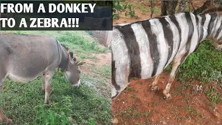 from a donkey to a zebra eva soila vlogs
