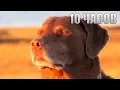 Cooked Dog 10