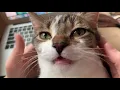Cat is mesmerized by face massage