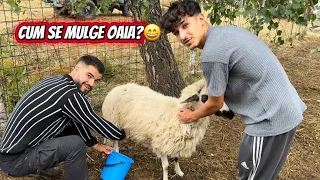 BENI ȘI DENISA MĂ AJUTĂ SĂ DĂM TRATAMENT LA MIEI/ ULTIMA AVENTURĂ DE ANUL ACESTA PE MUNTE‼️🤩