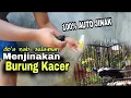 Download Lagu MENJINAKAN BURUNG KACER GIRAS || caraku bikin jinak burung